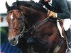 Deckhengst Coolcorron Cool Diamond (Irish Sport Horse, 1989, von Glidawn Diamond)