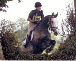 Pferd Sombra Shadow (Irish Sport Horse, 2000, von Coolcorron Cool Diamond)