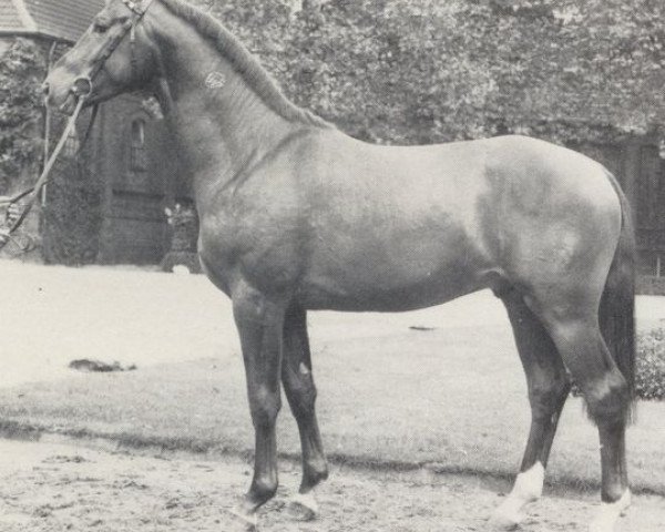 stallion Atlantik (Westphalian, 1980, from Argwohn I)