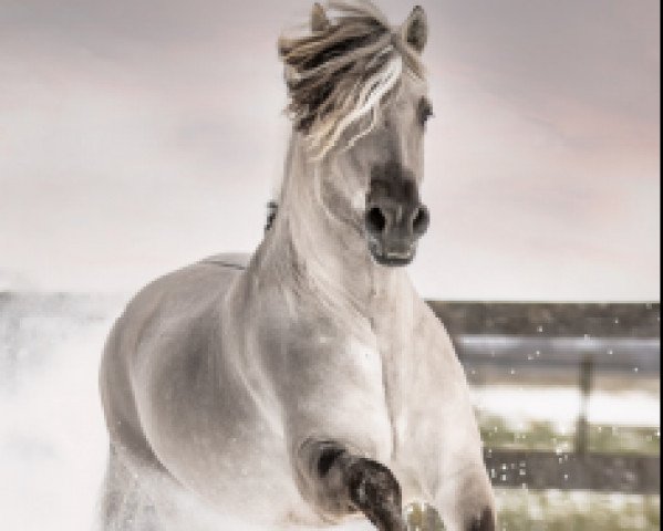 stallion Olaf (Fjord Horse, 2018, from Jelte)