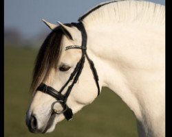 horse Stedjes Skjelt (Fjord Horse, 2019, from Stedjeblakken)