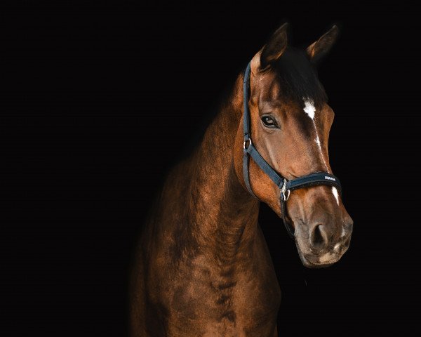 dressage horse Charming Colina (Austrian Warmblood, 2016, from Lasino)