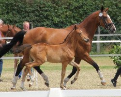 broodmare Zara-Lysett (Saxony-Anhaltiner, 1997, from Zenturio)