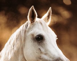 horse Ms La Ida (Arabian, 1999, from Kar Tejon ox)