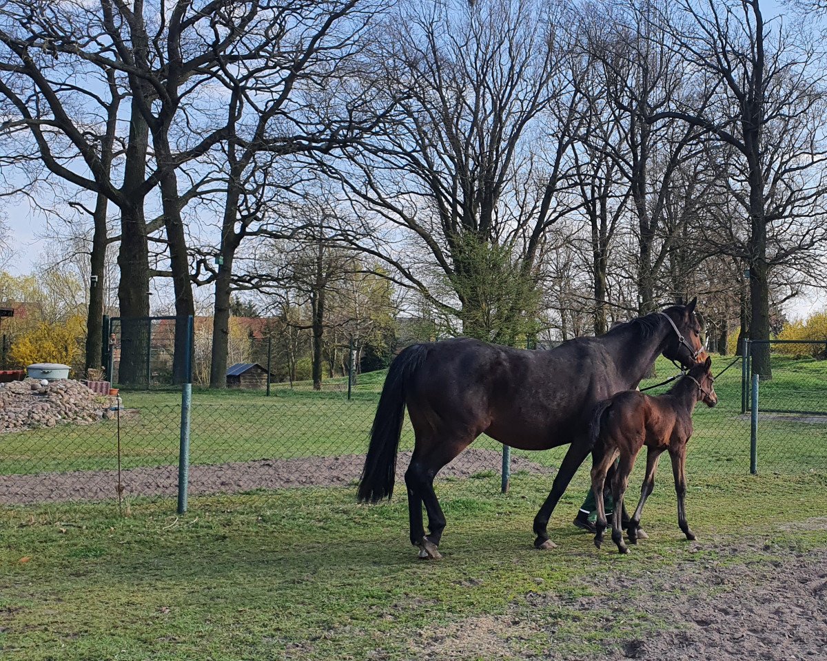 broodmare Ashley 152 (German Sport Horse, 2008, from Acadius)