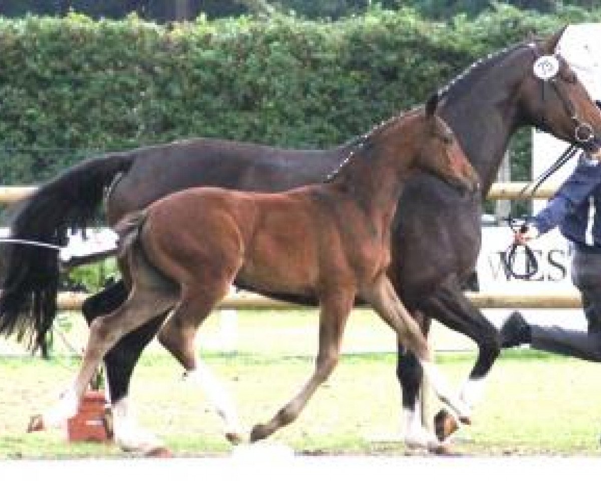 broodmare Clarissa (Westphalian, 2003, from Clay)