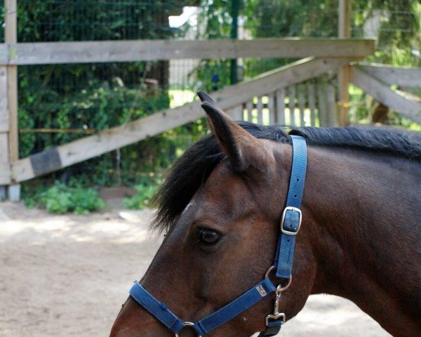 horse Merlin 1152 (New Forest Pony, 1995, from Horsemosens Zig Zag)