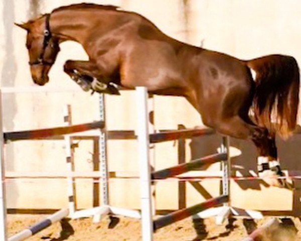 broodmare Grande Musterd (KWPN (Royal Dutch Sporthorse), 2011, from Zirocco Blue)