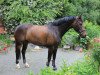 dressage horse Wilcox 12 (Hanoverian, 2004, from Westernhagen)