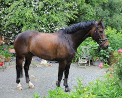 dressage horse Wilcox 12 (Hanoverian, 2004, from Westernhagen)