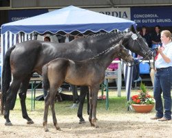 broodmare Flotte Motte (Westphalian, 2003, from Florestan I)