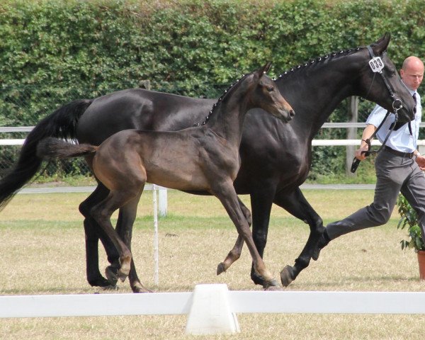 dressage horse Stute von Rocky Lee (Westphalian, 2013, from Rocky Lee)