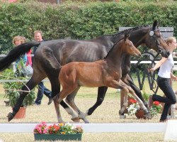 Springpferd Laria (Westfale, 2013, von Legendario Listo)