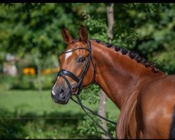 Pferd Dimension's Dankeschön R (Deutsches Reitpony, 2018, von Dimension AT NRW)