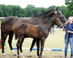 dressage horse Con Courage 3 (Westphalian, 2013, from Captain Jack 44)