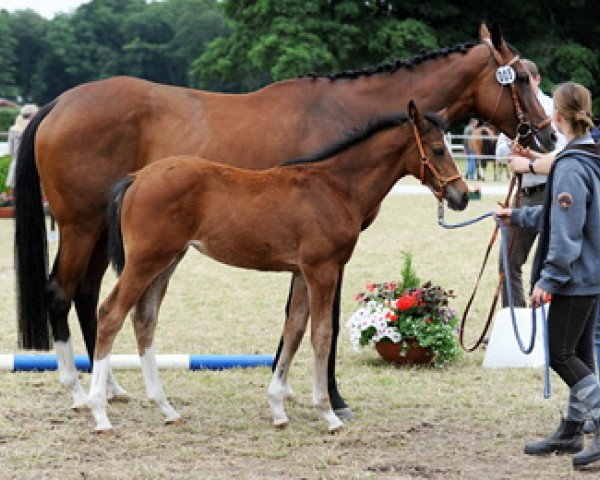 jumper Lady Werner (Westphalian, 2013, from Legendario Listo)