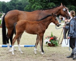 Springpferd Lady Werner (Westfale, 2013, von Legendario Listo)