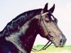 stallion Geronimo (Heavy Warmblood, 1987, from Gerit)