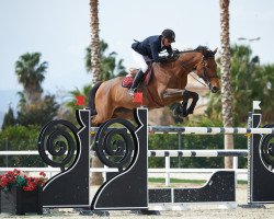 jumper Dynamite de La Roque (KWPN (Niederländisches Warmblut), 2008, from Quidam de Revel)