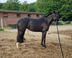 broodmare Feine Perle (Mecklenburg, 2018, from Fürstenhof)