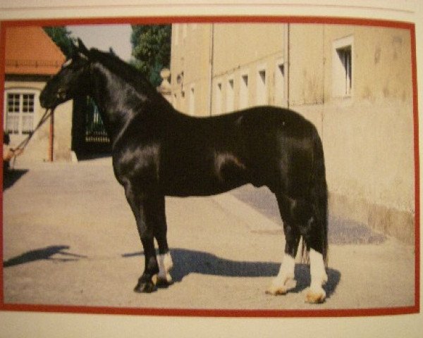 stallion Erbe (Heavy Warmblood, 1984, from Eros Mo)