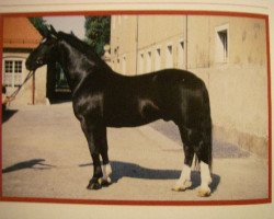 Deckhengst Erbe MO 1456 (Schweres Warmblut, 1983, von Eros Mo)