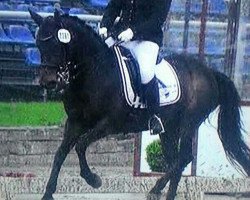 dressage horse Sophienhofs Josephine (German Riding Pony, 1996, from Disco Fox xx)