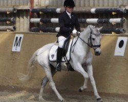 dressage horse Topnow or Never (Westphalian, 2000, from Top Nantario)