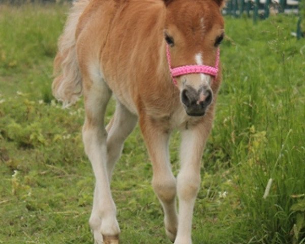 Pferd Sweet Honeybee (Shetland Pony, 2013)