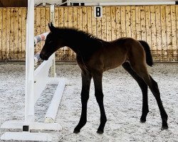 horse Naima Capitola ZD (Holsteiner, 2022, from Nabab de Rêve)