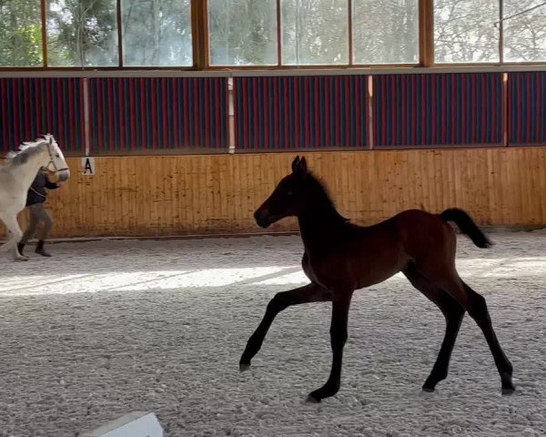 Video of Naima Capitola ZD