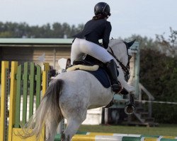 horse Hope (Connemara Pony, 2012, from Glenayre Silver Fox)