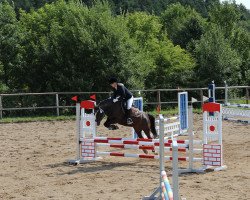 broodmare Peggy (Welsh-Pony (Section B), 2004, from Rebello)