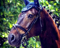 jumper Antonio Vivaldi 4 (German Sport Horse, 2008, from Asculep)