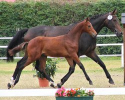 dressage horse Dresscode 10 (Westphalian, 2013, from Dalliano)