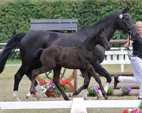 dressage horse Stute von Dante Weltino (Westphalian, 2013, from Dante Weltino Old)