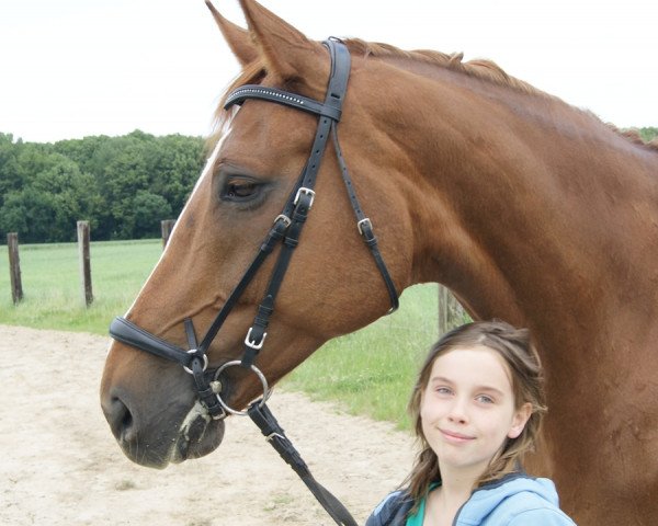 dressage horse Filou (Westphalian, 2000, from Fleurop)