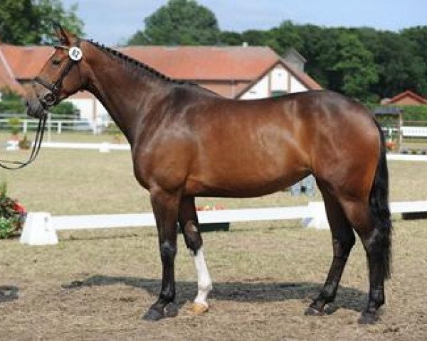 broodmare Abendsonne (Westphalian, 2010, from Arpeggio)