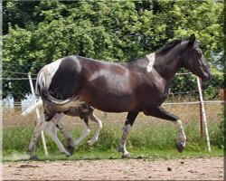 broodmare Samba (Lewitzer, 2009, from Peron)