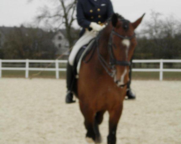 dressage horse Digger von Xanten (Rhinelander, 2007, from Donnerlord)