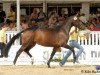 broodmare Fidelia 168 (Hanoverian, 2008, from Fidertanz)