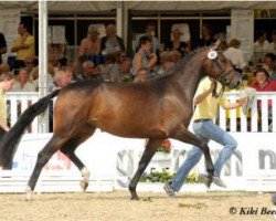 broodmare Fidelia 168 (Hanoverian, 2008, from Fidertanz)