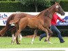 dressage horse Shaqiri (Westphalian, 2013, from Sir Fidergold)