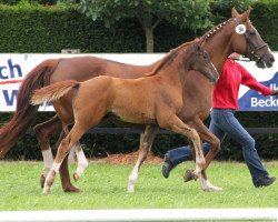 dressage horse Shaqiri (Westphalian, 2013, from Sir Fidergold)