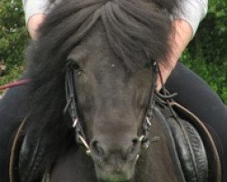 horse Blacky (Shetland Pony, 1991)