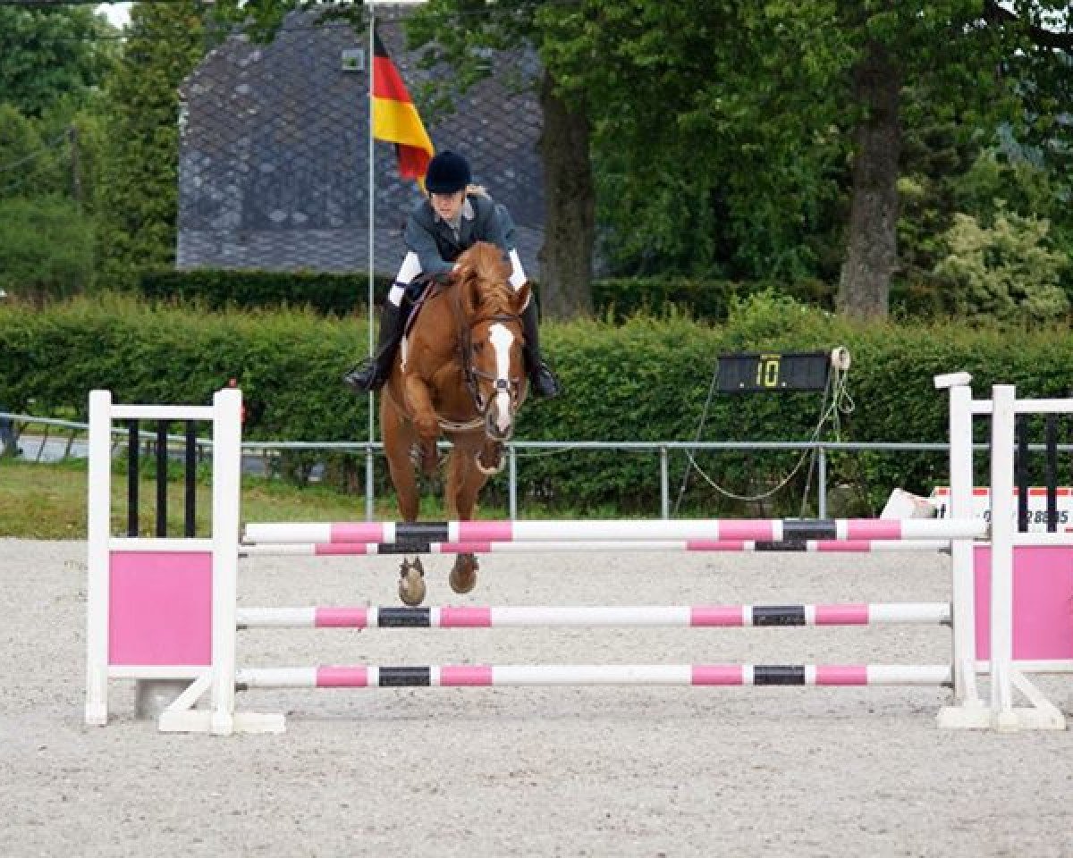 Pferd Aïn Benian (Belgisches Warmblut, 2006)
