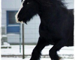 broodmare Lady Marian 5 (Tinker / Irish Cob / Gypsy Vanner, 2006, from Dark Thunder 3)