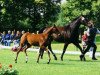 broodmare Raphaela (Hanoverian, 1999, from Ragazzo)