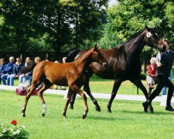 broodmare Raphaela (Hanoverian, 1999, from Ragazzo)