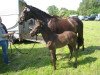 dressage horse Daydream K (Rhinelander, 2013, from Daley Thompson)